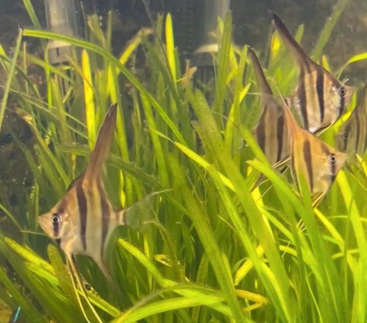 Pterophyllum Altum var Rio Orinocco - Captive Bred, Dieren en Toebehoren, Vissen | Aquariumvissen, Vis