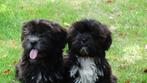 Boomer pups compleet verzorgd, Dieren en Toebehoren, Honden | Chihuahua's en Gezelschapshonden, Nederland, Overige rassen, CDV (hondenziekte)