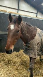 Bijrijder aangeboden/ bijrijpaard gezocht., Dieren en Toebehoren, Paarden en Pony's | Verzorgingsproducten, Ophalen of Verzenden