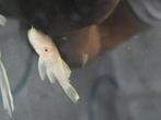 ancistrus snowwhite jonge kweekgroep, Vis, Zoetwatervis, Schoolvis