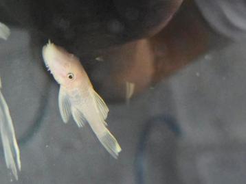 ancistrus snowwhite jonge kweekgroep beschikbaar voor biedingen