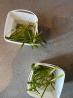 Aquarium, Dieren en Toebehoren, Ophalen of Verzenden, Plant(en), Steen of Hout