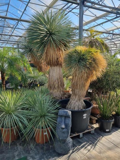 Yucca rostrata "Crestata: UNIEKE PLANT, Tuin en Terras, Planten | Tuinplanten, Vaste plant, Overige soorten, Volle zon, Zomer
