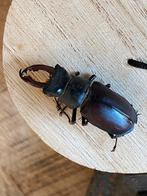 Vliegend Hert hertskever taxidermie lucanus cervus