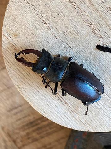 Vliegend Hert hertskever taxidermie lucanus cervus beschikbaar voor biedingen