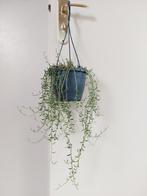 Senecio Rowleyanus - Erwtenplantje / Parelsnoer / Hangplant, Ophalen, Vetplant, Halfschaduw, Minder dan 100 cm