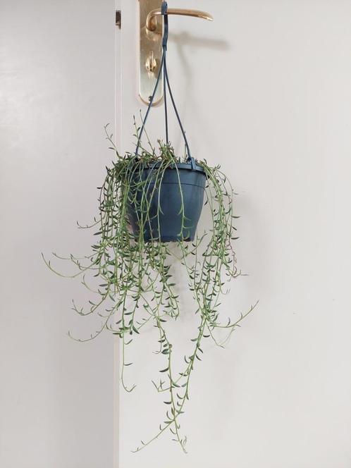 Senecio Rowleyanus - Erwtenplantje / Parelsnoer / Hangplant, Huis en Inrichting, Kamerplanten, Vetplant, Minder dan 100 cm, Groene kamerplant
