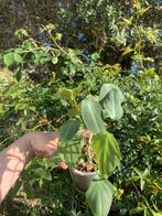 Philodendron camposportoanun, Huis en Inrichting, Kamerplanten, Ophalen, Overige soorten, Minder dan 100 cm