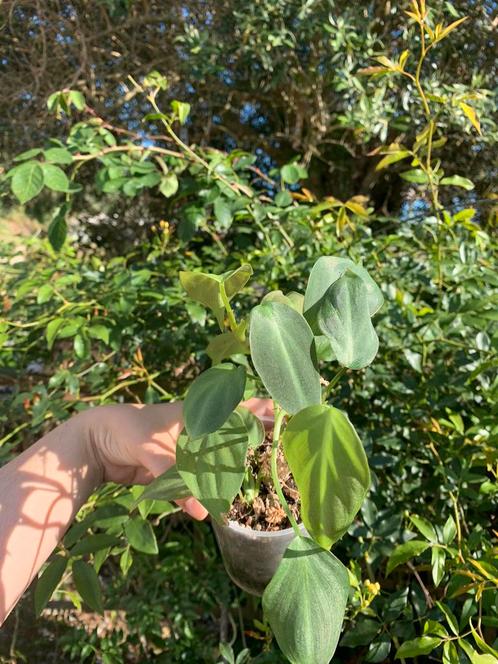 Philodendron camposportoanun, Huis en Inrichting, Kamerplanten, Overige soorten, Minder dan 100 cm, Ophalen