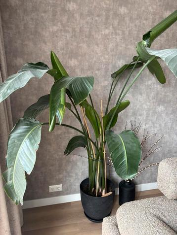 Strelitzia Nicolai (hoogte 200cm) beschikbaar voor biedingen