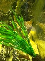 Axelotl eitjes voor de kweek!, Vis