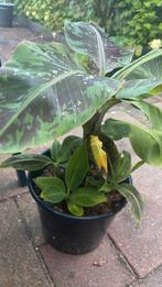 Bananenboom ( Musa ) stekje(s), Tuin en Terras, Planten | Tuinplanten, Volle zon, Vaste plant, Zomer, Ophalen
