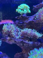 Diverse koralen en stekken zeeaquarium, Dieren en Toebehoren, Vissen | Aquaria en Toebehoren, Ophalen, Nieuw, Gevuld zeewateraquarium