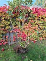 Rhododrendron groot, Tuin en Terras, Planten | Tuinplanten, Vaste plant, Halfschaduw, Lente, Ophalen