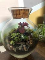 Ecosysteem planten terrarium, Huis en Inrichting, Kamerplanten, Overige soorten, Minder dan 100 cm, Halfschaduw, In pot