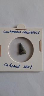 Fossiele haaientand - Witte haai (Carcharodon carcharias), Ophalen of Verzenden, Fossiel