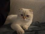 Allerliefste katje zoekt dringend naar een nieuw warm huisje, Dieren en Toebehoren, Katten en Kittens | Raskatten | Korthaar, Kater
