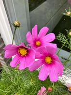Cosmos Cosmea zaden “Pinkie”, Tuin en Terras, Bloembollen en Zaden, Verzenden, Voorjaar, Volle zon, Zaad