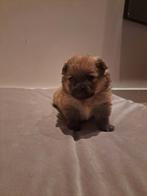 Nog een prachtige bruine pomeriaan pup te koop!, 8 tot 15 weken, Meerdere, Nederland, Particulier