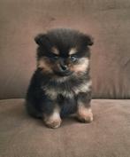Pomeranian/Pomeriaan pups, Dieren en Toebehoren, Honden | Poolhonden, Keeshonden en Oertypen, Keeshond, 8 tot 15 weken, Meerdere