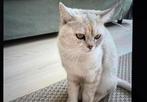 British kat, Dieren en Toebehoren, 0 tot 2 jaar