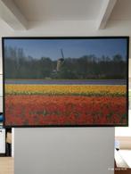 Tulpen velden en windmolen keukenhof Lisse, Antiek en Kunst, Ophalen