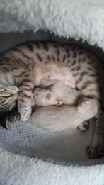 Savannah kittens F7 zuiver ras met stamboom., Dieren en Toebehoren, Kater, Gechipt, 0 tot 2 jaar