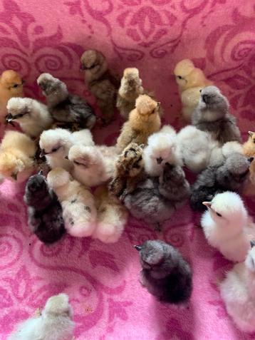 Usa zijdehoen hennen🐥 8 mei geent zijdehoenders  🍀 beschikbaar voor biedingen