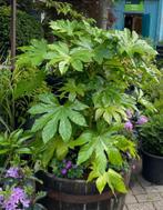 Fatsia japonica, Tuin en Terras, Planten | Tuinplanten, Ophalen, Zomer, Overige soorten, Halfschaduw