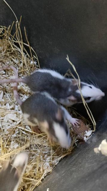 Mooie jonge ratjes te koop! beschikbaar voor biedingen