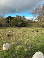 Te koop drachtige quassant ooien, Dieren en Toebehoren, Meerdere dieren, Schaap