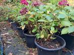 Grote hortensia's, Tuin en Terras, Ophalen of Verzenden, Overige soorten, Halfschaduw