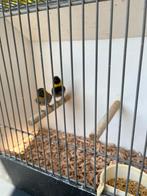 2 cubavinken, Dieren en Toebehoren, Vogels | Overige Vogels, Meerdere dieren