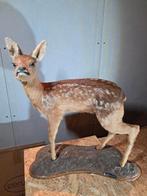 Opgezet reekalfje – vintage taxidermie, Ophalen of Verzenden, Gebruikt, Hert, Opgezet dier