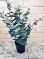 Ikea eucalyptus kunstplant 65 cm, Ophalen, Zo goed als nieuw