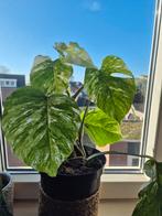 Monstera Variegata Albo, Huis en Inrichting, Kamerplanten, Ophalen, Overige soorten, Halfschaduw, In pot