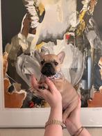 Franse Bulldog Pups, Dieren en Toebehoren, Nederland, CDV (hondenziekte), 8 tot 15 weken, Bulldog