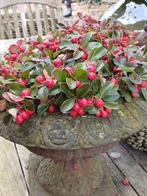 Franse Brocante Gietijzeren Jardinière / Vaas, Antiek en Kunst, Curiosa en Brocante, Ophalen of Verzenden