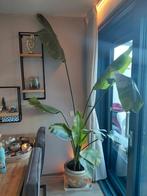Strelitzia 2.50 meter hoog, Ophalen, 200 cm of meer, Overige soorten, Halfschaduw