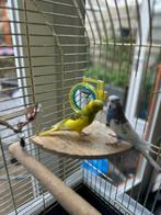Twee jonge grasparkieten te koop met kooi en accessoires, Meerdere dieren, Parkiet