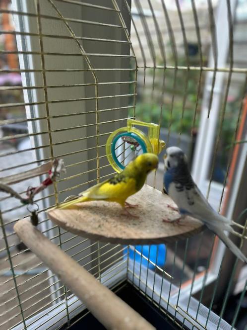Twee jonge grasparkieten te koop met kooi en accessoires, Dieren en Toebehoren, Vogels | Parkieten en Papegaaien, Parkiet, Meerdere dieren