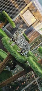 Prachtige Bengaal poes, Dieren en Toebehoren, Katten en Kittens | Raskatten | Korthaar, Poes, Gechipt, 0 tot 2 jaar