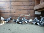 Hollandse hoender krielhaantjes, Dieren en Toebehoren, Pluimvee, Mannelijk, Kip