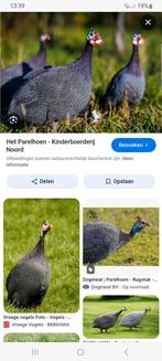 Gezocht broedeieren parelhoenders, Dieren en Toebehoren, Pluimvee, Geslacht onbekend, Kalkoen