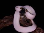 0.1 mojave pied poss fire 66% het hypo 50% het ultramel, Slang