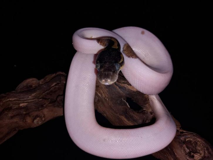 0.1 mojave pied poss fire 66% het hypo 50% het ultramel, Dieren en Toebehoren, Reptielen en Amfibieën, Slang