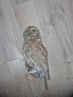 Opgezette steenuil, Ophalen of Verzenden, Zo goed als nieuw, Vogel, Opgezet dier