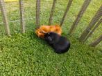 2 lieve cavia's (2 dames) Incl. landelijke ren en buitenhok, Dieren en Toebehoren, Maart, Vrouwelijk, Cavia