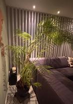 Goudpalm | Areca palm | zeer groot | hoger dan 300cm, Huis en Inrichting, Kamerplanten, Ophalen, 200 cm of meer, Palm, Halfschaduw