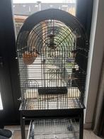 4 zebravinken incl kooi en toebehoren., Dieren en Toebehoren, Vogels | Overige Vogels, Meerdere dieren, Tropenvogel